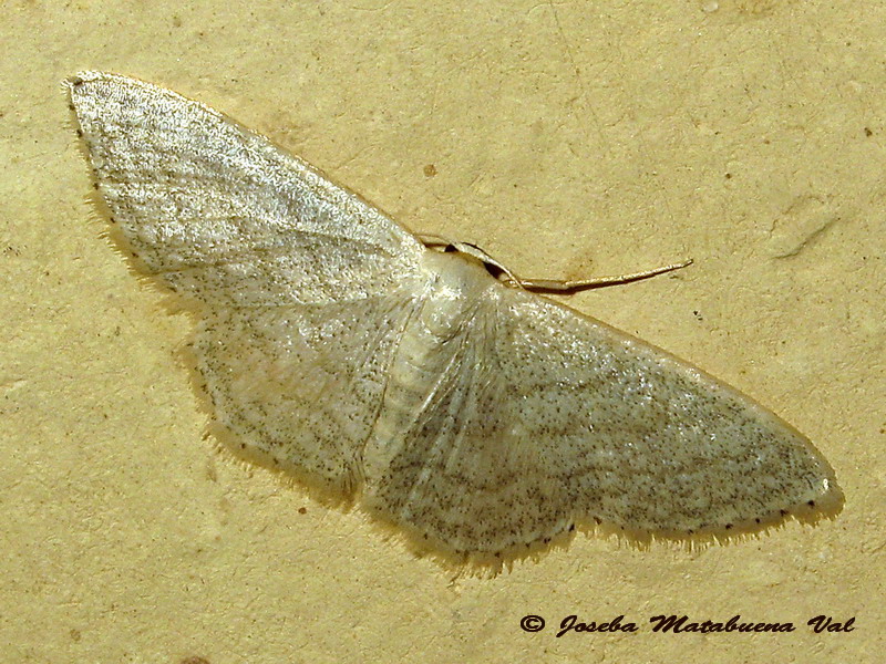 Idaea sp. - Geometridae: cfr. Scopula (Calothysanis) minorata